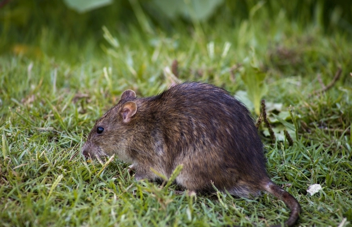 老鼠飢餓耐受性