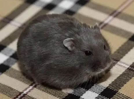 波利鼠可以活多久