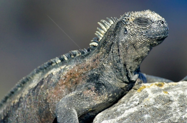 海鬣蜥哥吉拉 價格