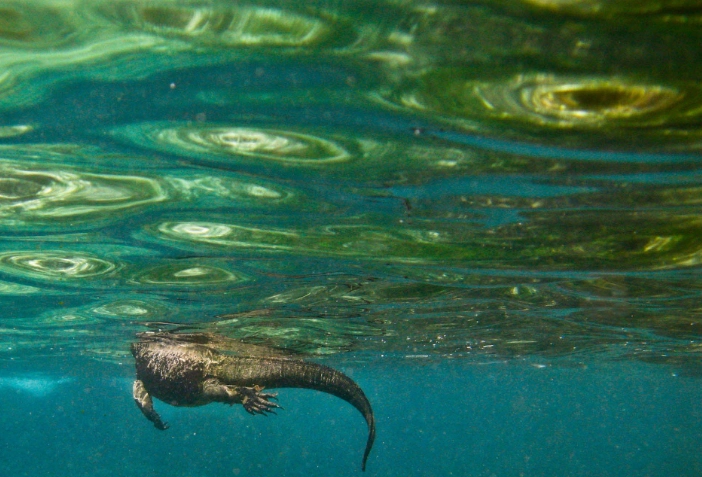 海鬣蜥潛水