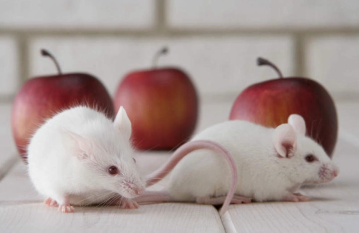 倉鼠喜歡被摸哪裡