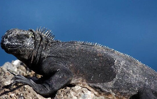 海鬣蜥哥吉拉 台灣