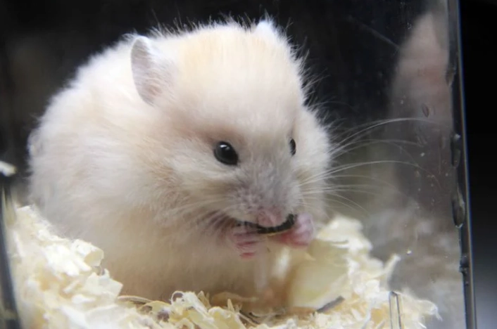 倉鼠飼養指南 倉鼠飼養指南