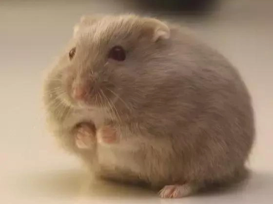寵物鼠推薦 寵物鼠推薦