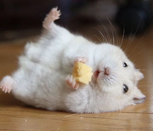 倉鼠壓力大症狀 倉鼠壓力大症狀