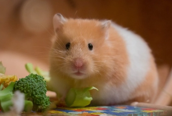 倉鼠壽命 倉鼠壽命