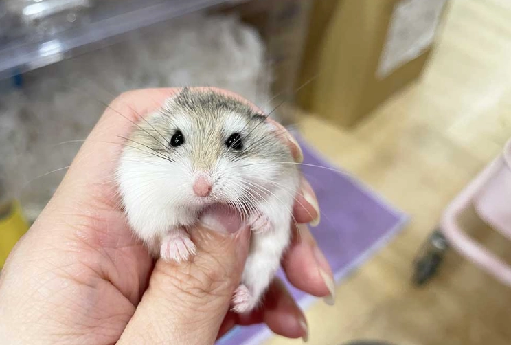 倉鼠 飼養 技巧 倉鼠 飼養 技巧