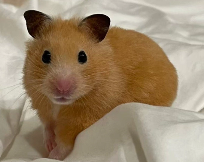 黃金鼠啾啾叫全解析：原因、類型與實用應對指南