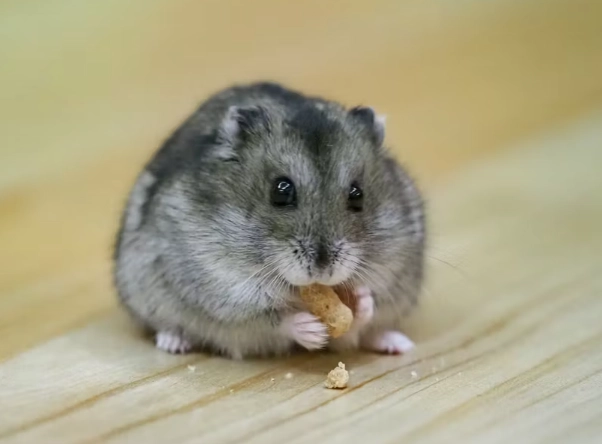 倉鼠飼養 倉鼠飼養