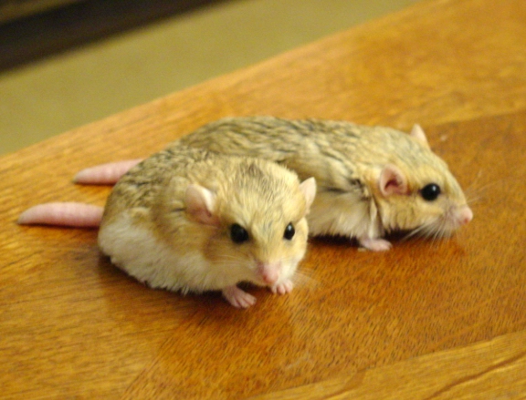 沙鼠新手飼養全攻略：從挑選到照顧，解決你所有困惑