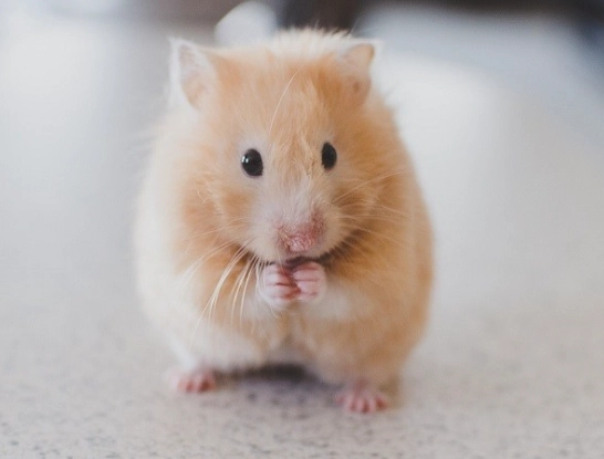 解讀倉鼠害怕的表現：17個關鍵訊號與安撫指南