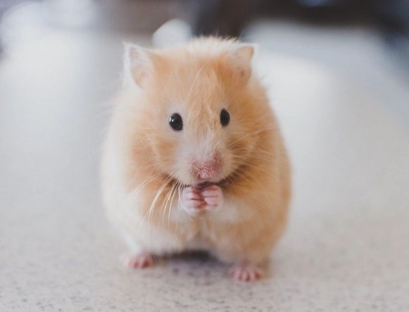倉鼠飼養 倉鼠飼養