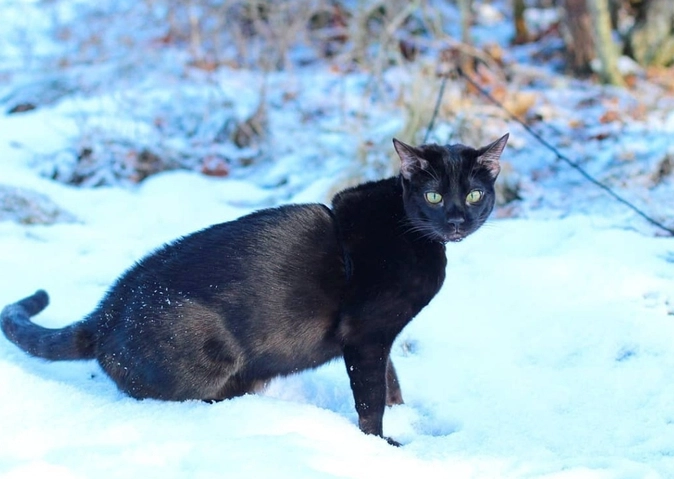黑豹貓 健康照顧 黑豹貓 健康照顧