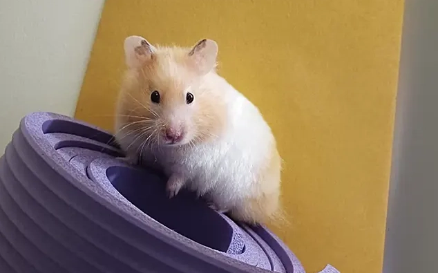 寵物鼠智力測試