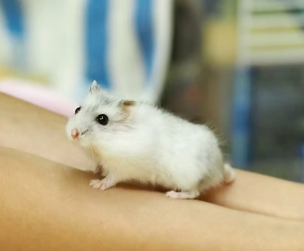 倉鼠行為解讀 倉鼠行為解讀