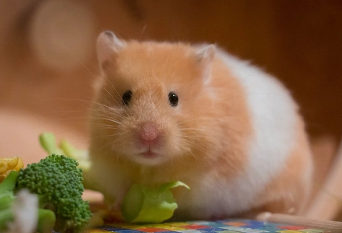 聰明倉鼠品種 聰明倉鼠品種