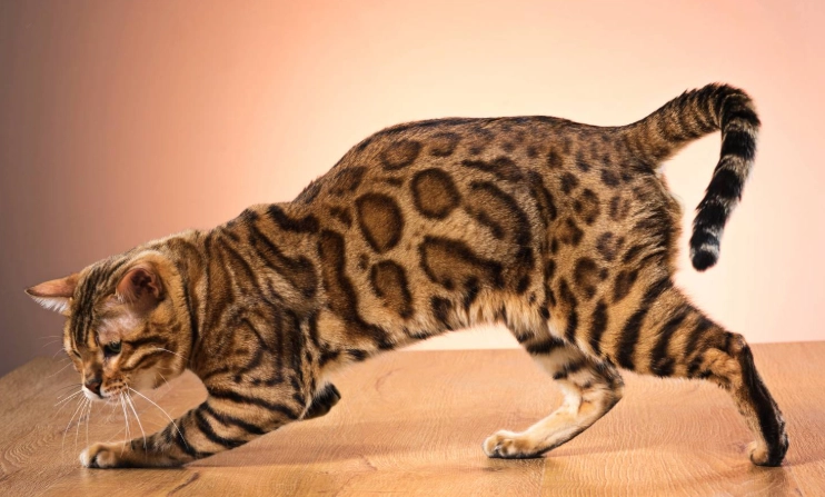 豹貓 購買 香港