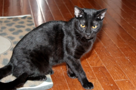 黑豹貓 飼養 黑豹貓 飼養