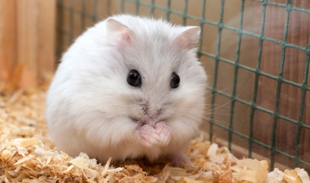 倉鼠行為 倉鼠行為