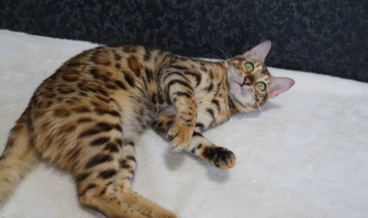 孟加拉豹貓 香港