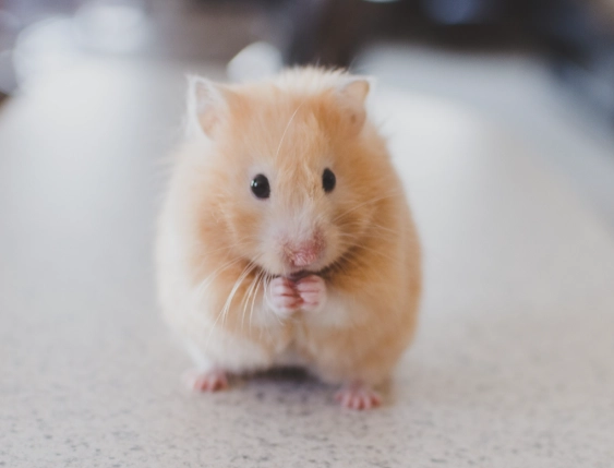 布丁鼠過瘦怎麼辦 布丁鼠過瘦怎麼辦