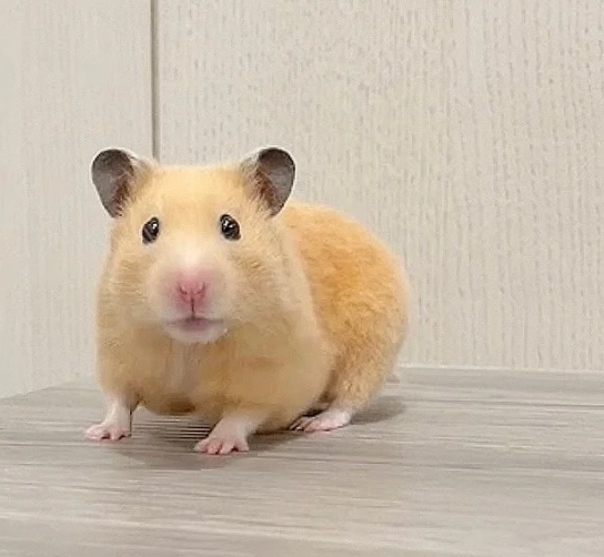 如何安撫黃金鼠