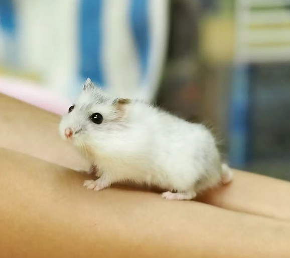 領養倉鼠注意事項