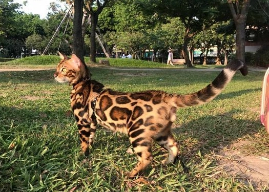 豹貓飼養