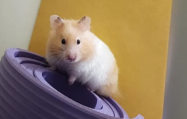 黃金鼠啾啾叫原因