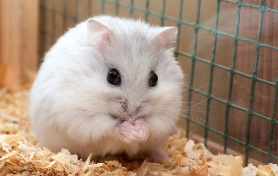 倉鼠緊張怎麼辦 倉鼠緊張怎麼辦