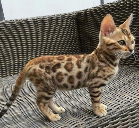 孟加拉豹貓 飼養