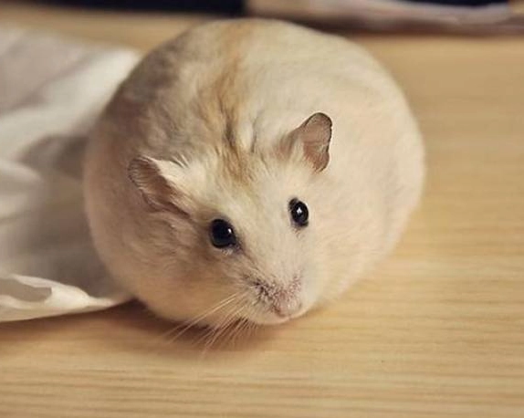 布丁鼠肥胖 布丁鼠肥胖