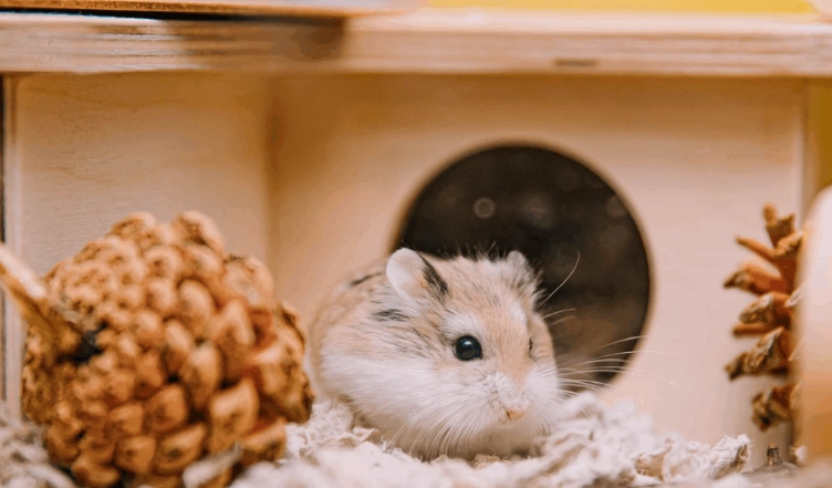 聰明倉鼠品種 聰明倉鼠品種