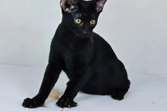 黑豹貓 品種 黑豹貓 品種