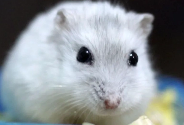 布丁鼠過瘦怎麼辦 布丁鼠過瘦怎麼辦