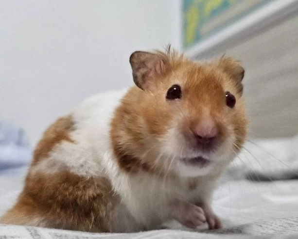 倉鼠訓練 倉鼠訓練