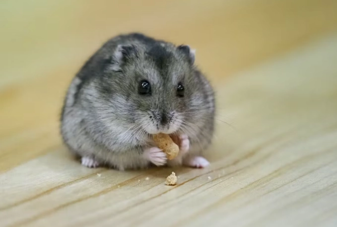 倉鼠緊張怎麼辦 倉鼠緊張怎麼辦