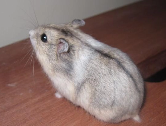 天竺鼠壽命 天竺鼠壽命