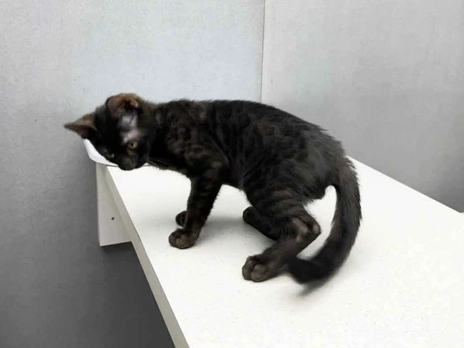 黑豹貓 飼養 黑豹貓 飼養