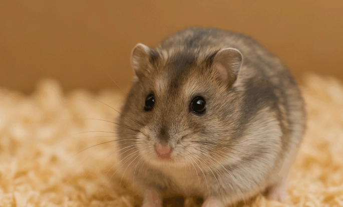 倉鼠行為解讀 倉鼠行為解讀