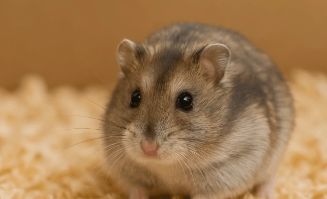 倉鼠飼養 倉鼠飼養