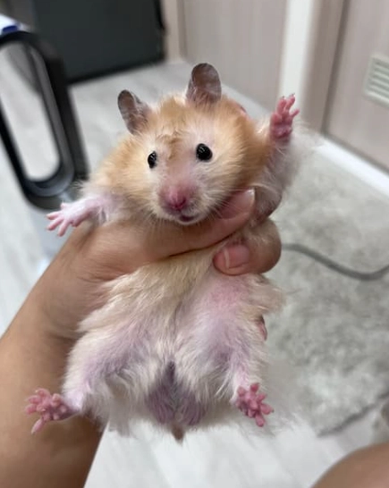 黃金鼠啾啾叫原因