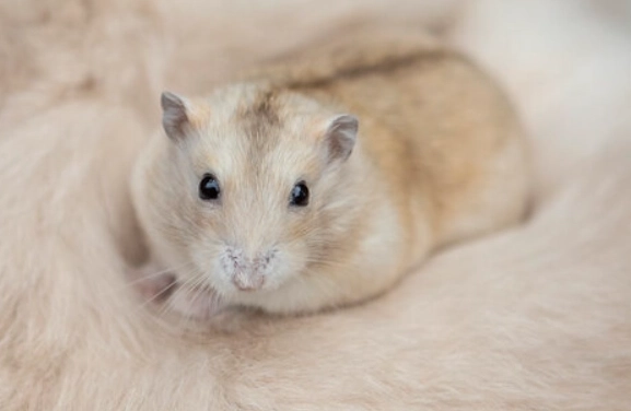 布丁鼠肥胖 布丁鼠肥胖