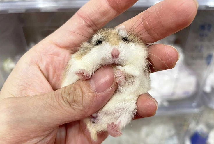 老公公鼠 親人 老公公鼠 親人