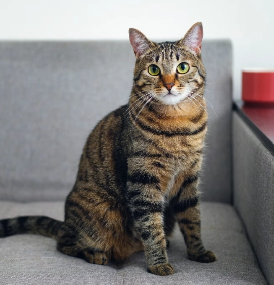 番茄對貓咪有害嗎