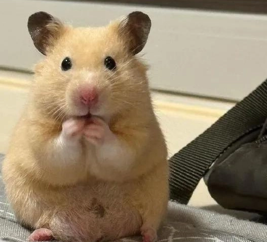 倉鼠壓力大症狀 倉鼠壓力大症狀