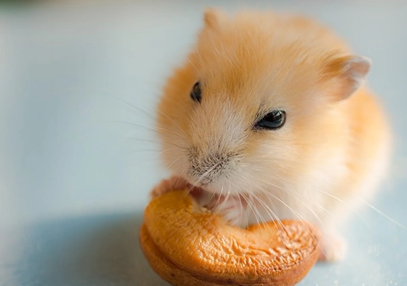 布丁鼠肥胖 布丁鼠肥胖