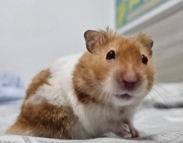 倉鼠壓力大症狀 倉鼠壓力大症狀