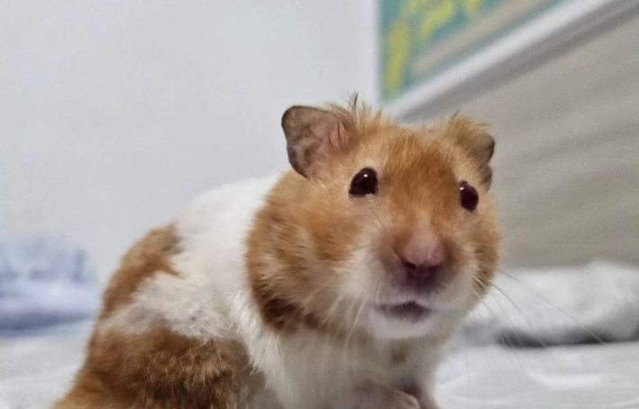 倉鼠行為 倉鼠行為