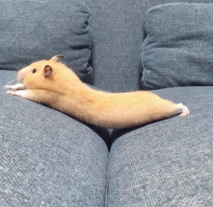 黃金鼠上手方法